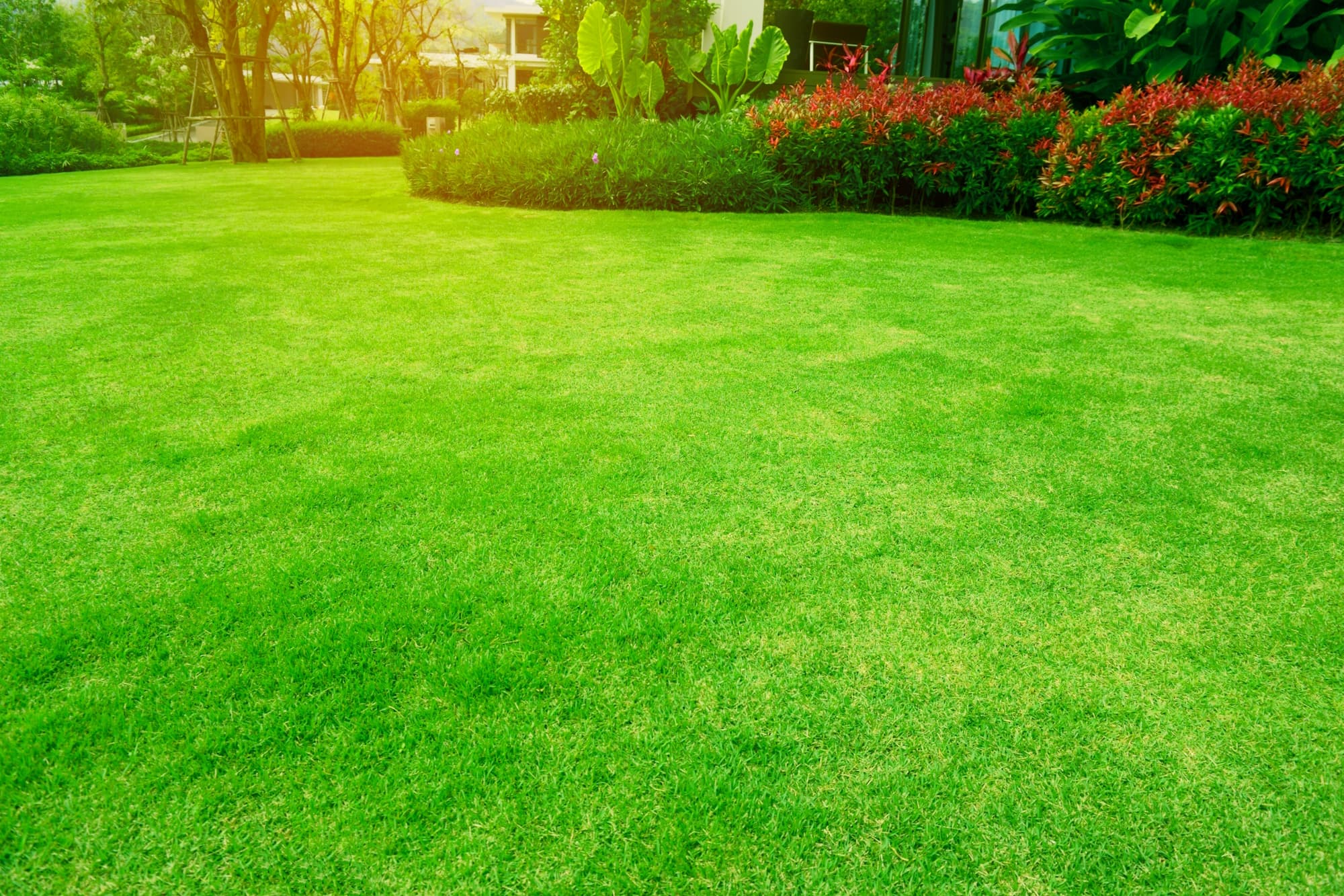 Is het gras bij de buren groener? Zo pak je kale plekken in het gazon aan
