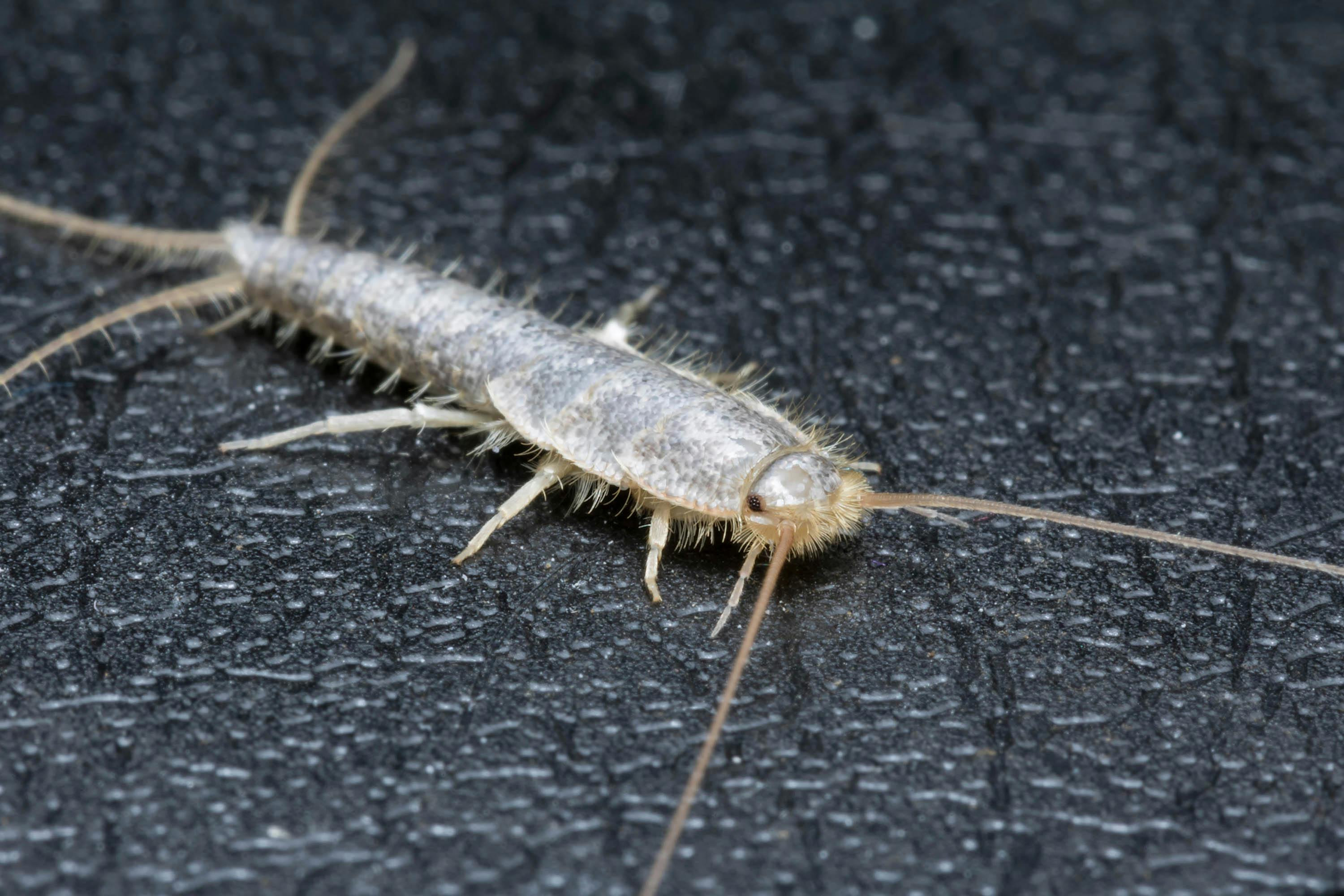 Help, zilvervisjes! Zo jaag je ze je huis uit (en houd je ze weg)